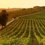 15 Best Italian Vineyards to Visit