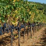Villa Emo Capodilista – Ca’ Emo among the best wines for Robert Parker